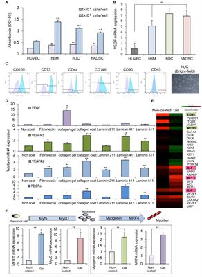 Designer umbilical cord-stem cells induce alveolar wall regeneration in pulmonary disease models